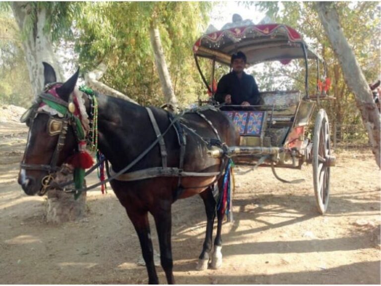 Tonga-Ride-Tour